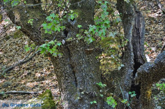 Petaloudes -Vlindervallei